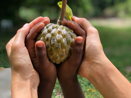 Free Sugar apple (Annona)  Stock Photo