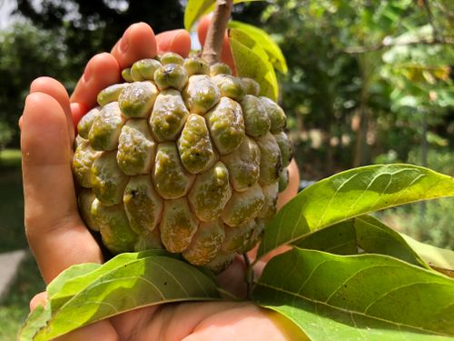 Free Sugar apple (annona) Stock Photo
