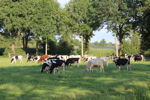 คลังภาพถ่ายฟรี ของ koeien, mucce, วัว