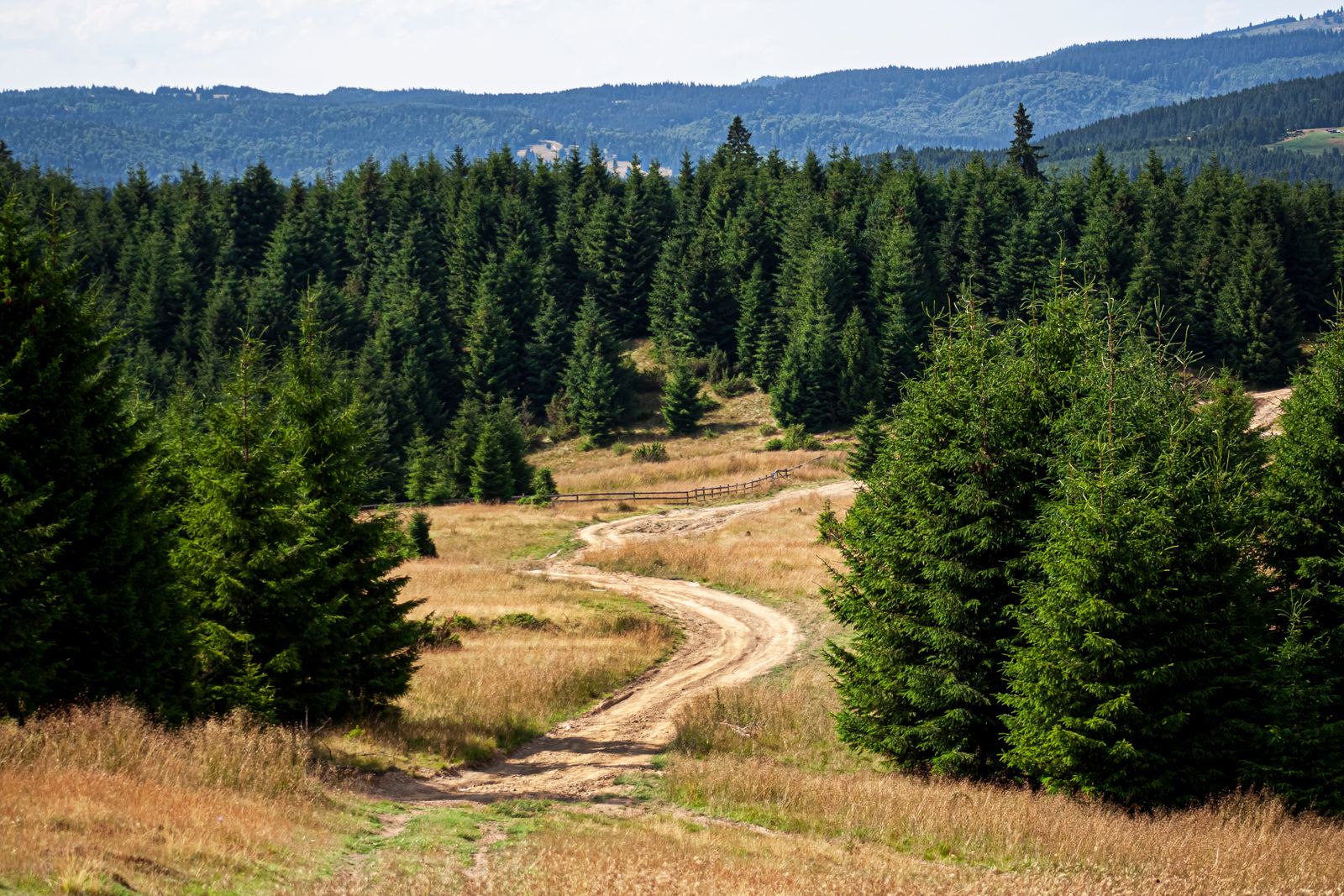 New access trail through timber
