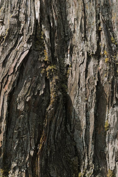 Fotos de stock gratuitas de árbol, áspero, de cerca