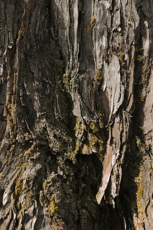 Fotos de stock gratuitas de árbol, áspero, corteza