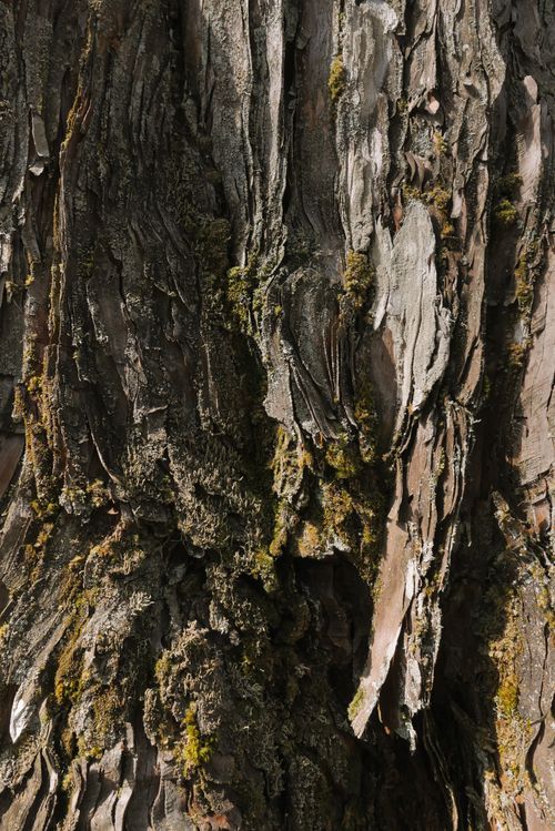 Free Vertical close-up shot of rough tree bark texture in nature. Stock Photo