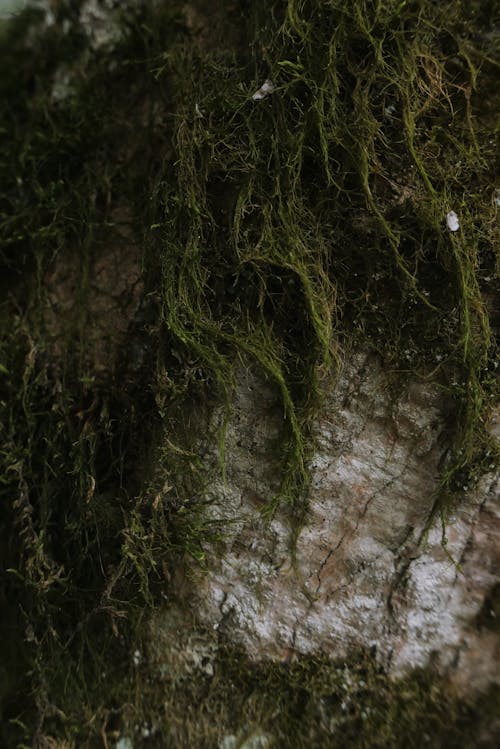 Moss on Rock Formation 