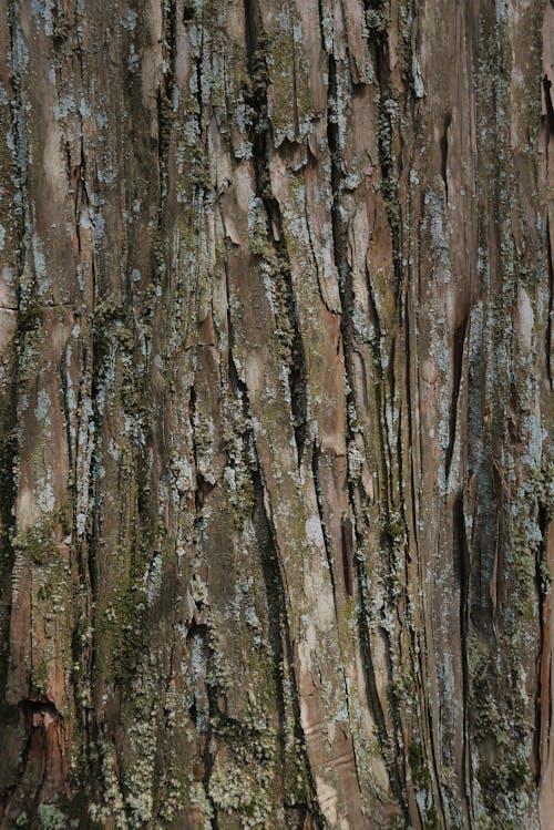 Fotos de stock gratuitas de árbol, áspero, corteza
