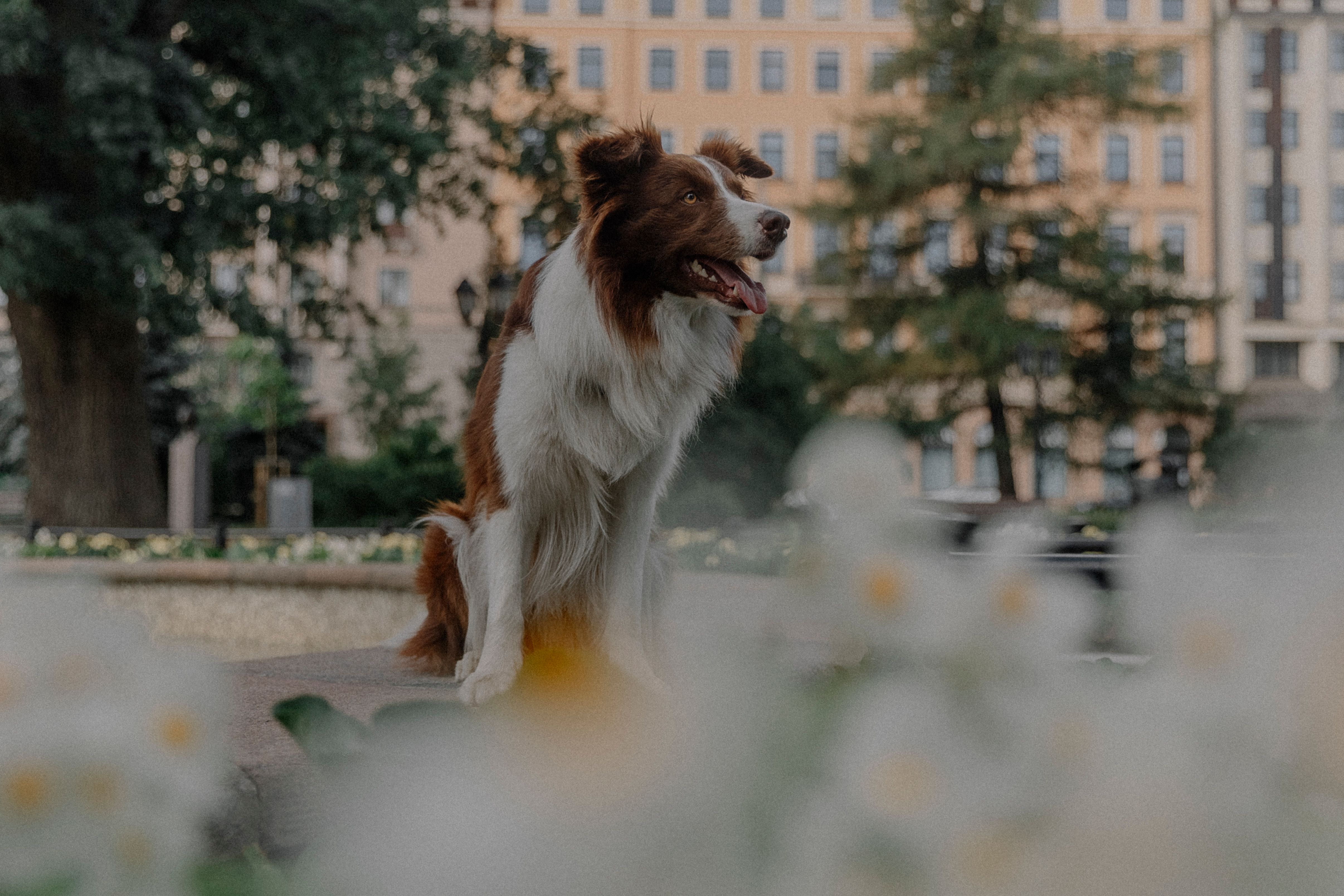 border collie London street
