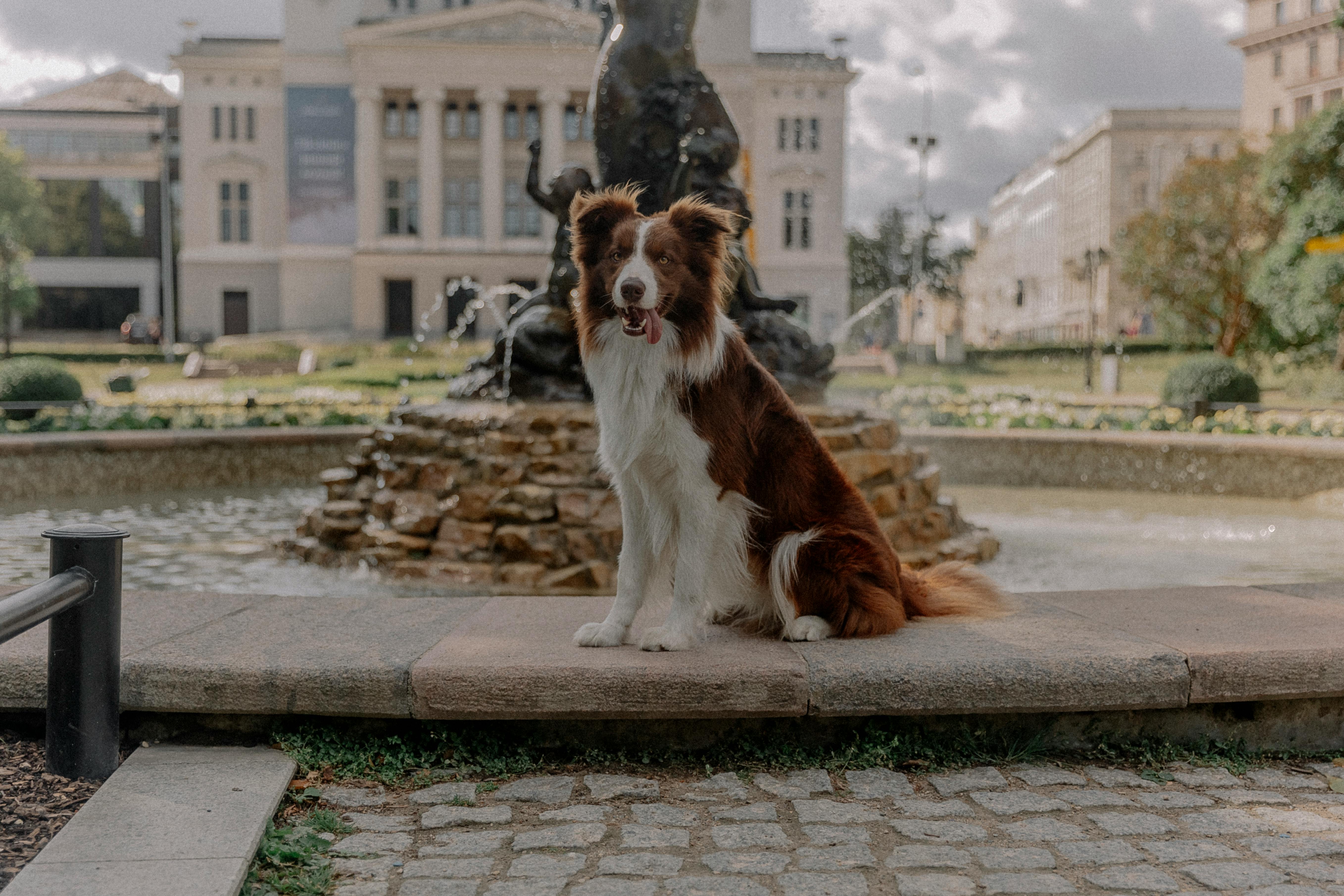 Dog by Fountain