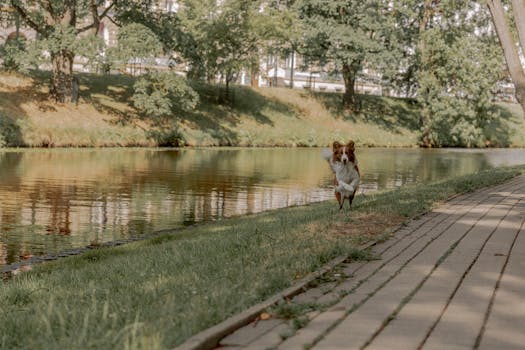 cherry creek dog park