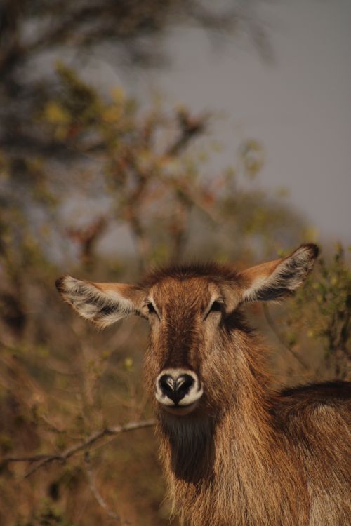 Free Close-up of a waterbuck in its natural habitat, captured in the South African savanna. Stock Photo