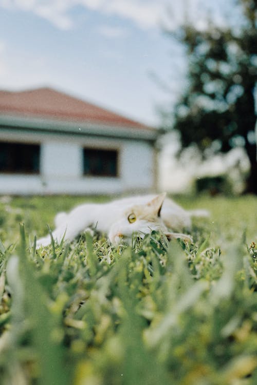 Miễn phí Ảnh lưu trữ miễn phí về ánh sáng mặt trời, ánh sáng tự nhiên, bạn mèo Ảnh lưu trữ