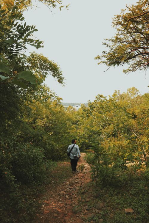 Free Man hiking through a lush forest path, surrounded by vibrant greenery on a sunny day. Stock Photo