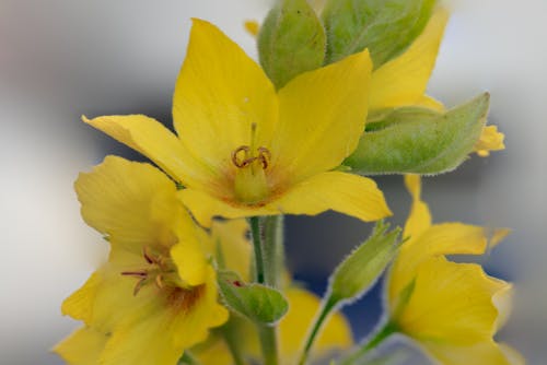 Gratis stockfoto met bloem, geel, groen