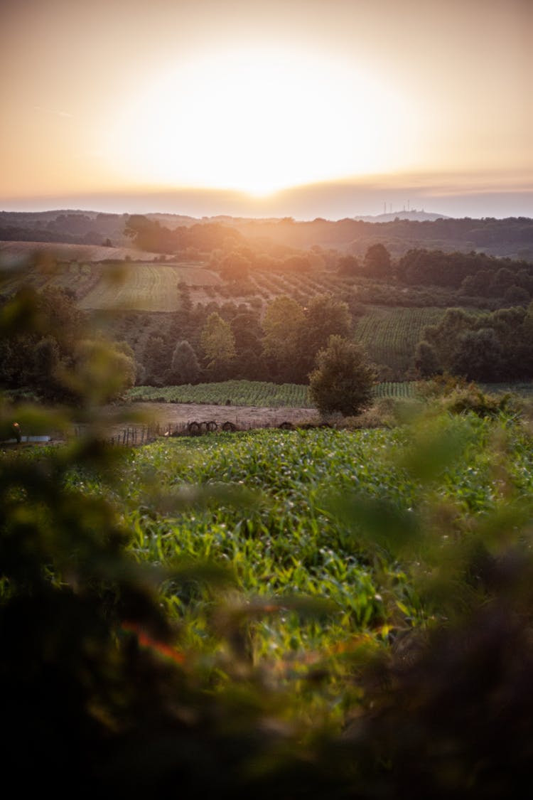 Rural Landscape In Summer At Sunrise