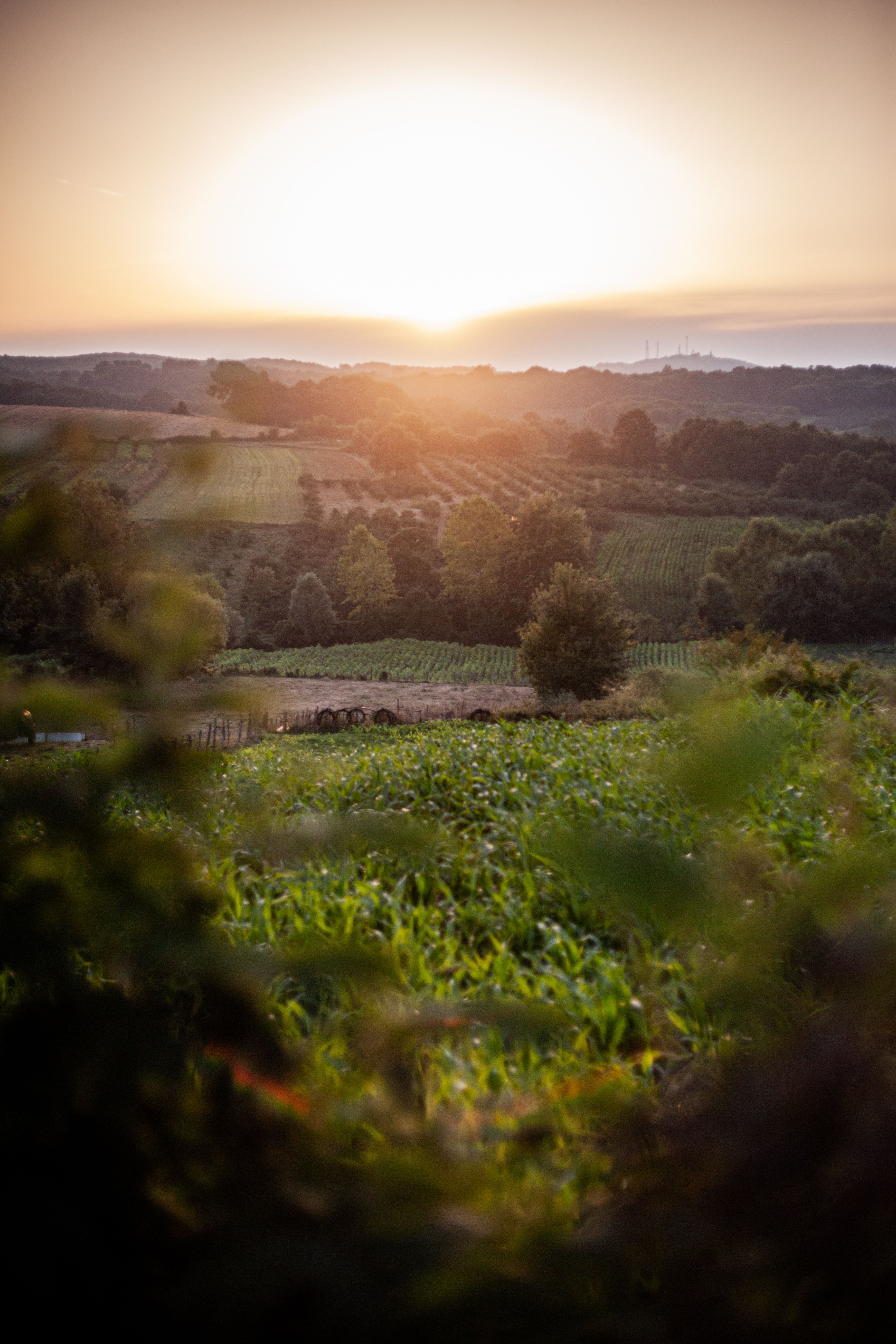 Rural Landscape in Summer at Sunrise · Free Stock Photo