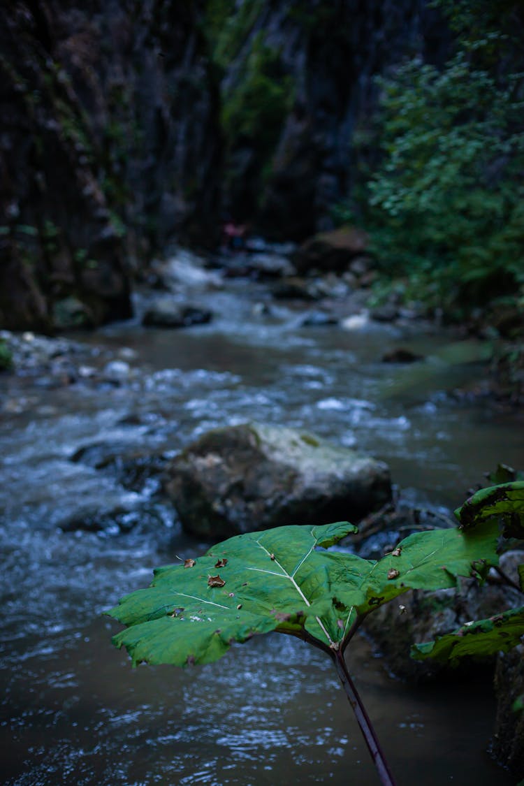 Big Leaf Growing Near Mountain River