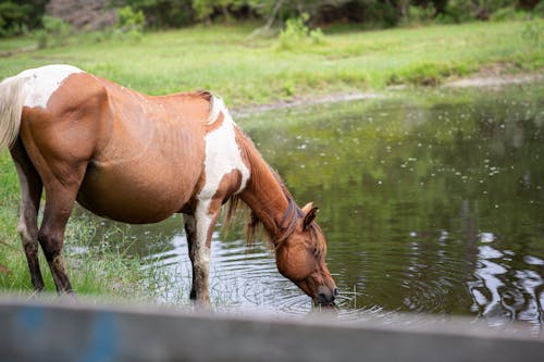Horse Drinking from Pond