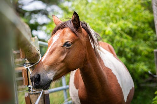 Brown Hors near Fence