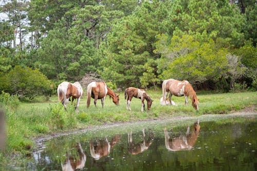 Horses Grazing by Pond in Summer