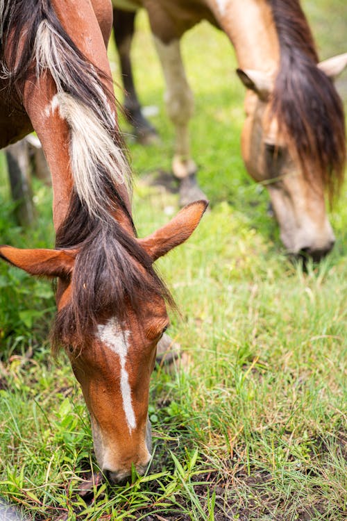 Two Grazing Horses