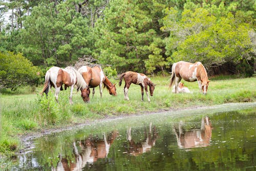 Immagine gratuita di acqua, assateag, cavalli