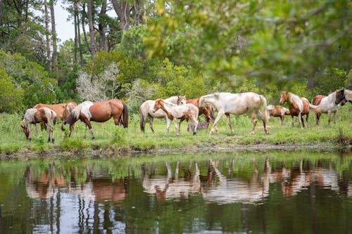 Základová fotografie zdarma na téma fotografování zvířat, jezero, koně
