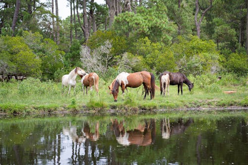 Horses Pasturing by River
