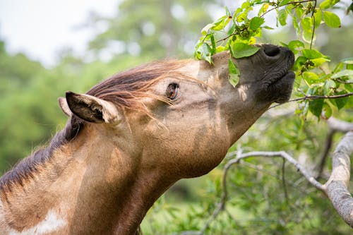 Head of Eating Horse