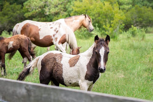 Základová fotografie zdarma na téma hospodářská zvířata, koně, léto