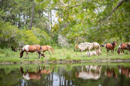 Základová fotografie zdarma na téma fotografování zvířat, jezero, koně