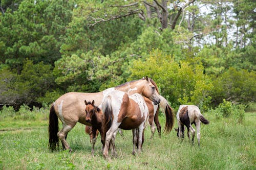 Herd of Horses in Meadow