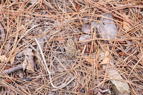 Free stock photo of forest floor, frog