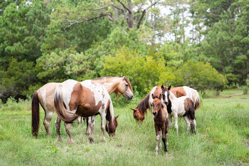 Horses on Grassland in Forest