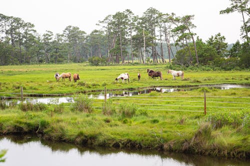 Бесплатное стоковое фото с вертикальный выстрел, домашний скот, животные