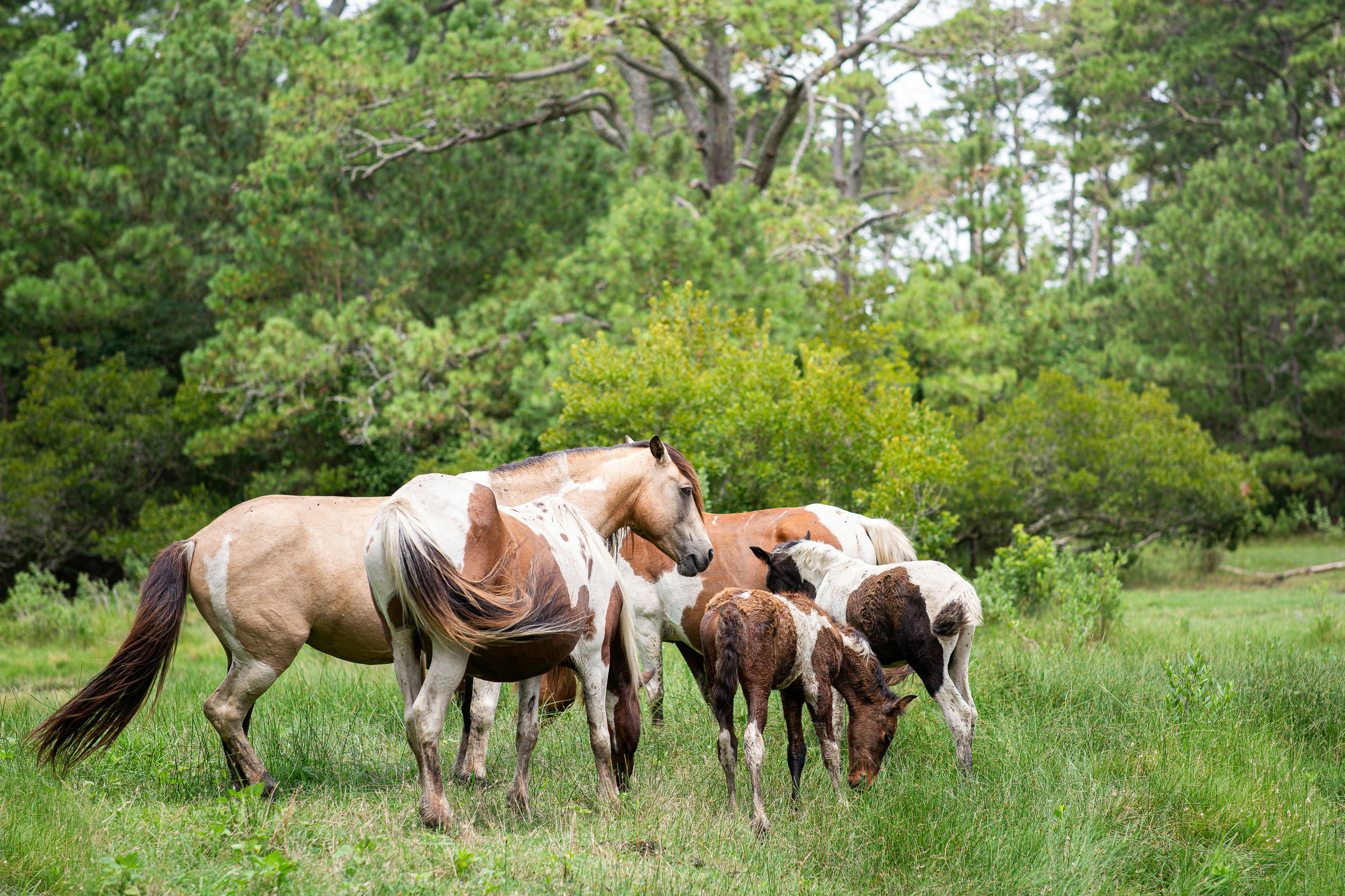 Chincoteague Pony Swim — Assateague Virginia USA