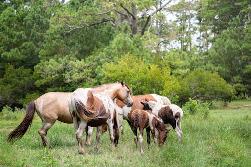 Horses Herd in Forest