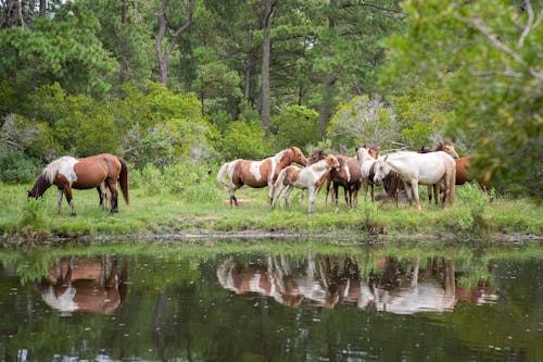 Ilmainen kuvapankkikuva tunnisteilla eläinkuvaus, hevoset, joki