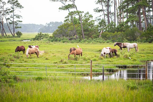 Horses in Countryside