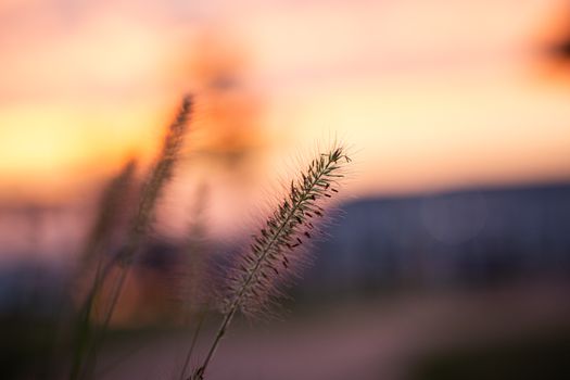 Close-up of foxtail grass silhouetted against a vibrant sunset sky, capturing nature's tranquility.