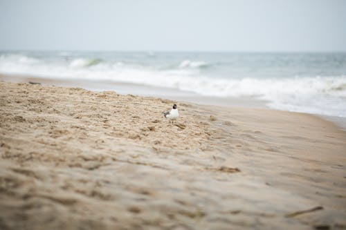 Seagull on Sandy Beach