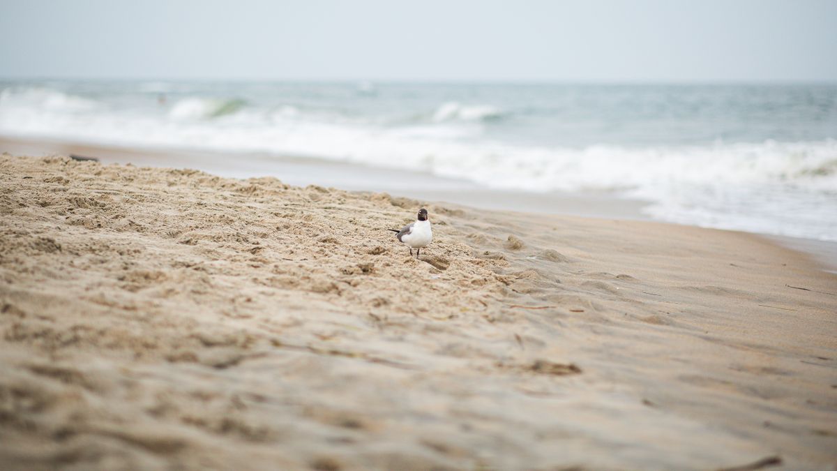 Best Holiday Giveaways in Virginia Beach, VA: 2026 Local Guide