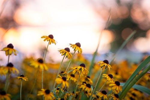 Yellow Flowers in Nature