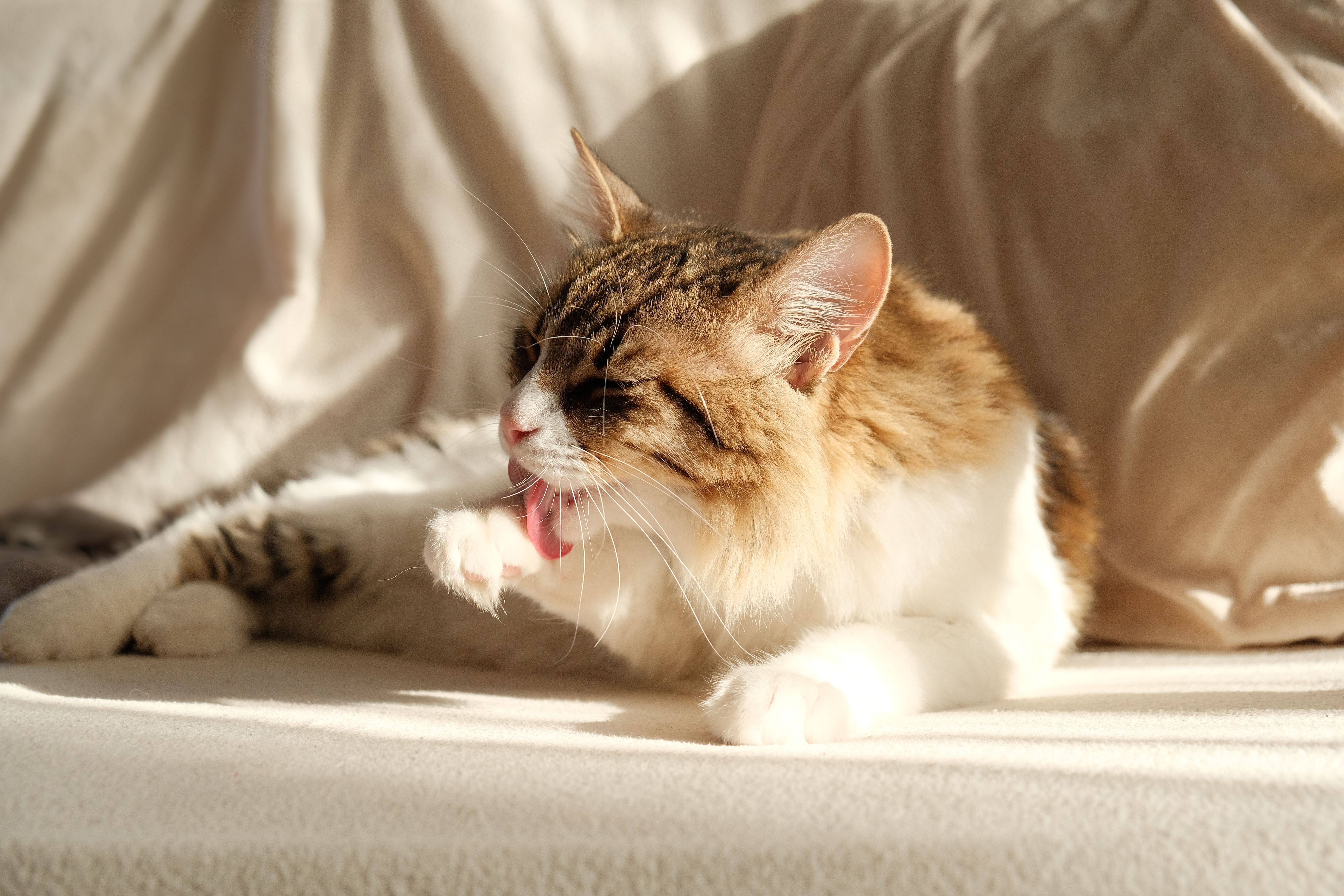 Long-haired tabby and white cat lying on a cream sofa in sunlight, licking a raised front paw