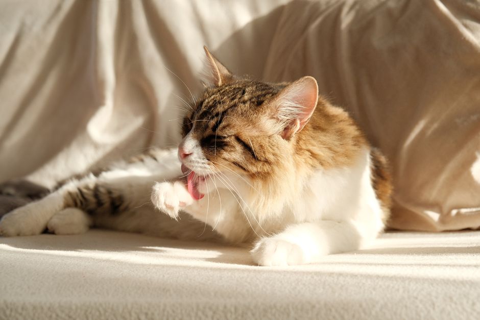 Long-haired tabby and white cat lying on a cream sofa in sunlight, licking a raised front paw