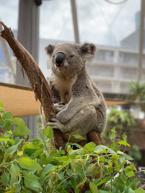 Free Koala Bear Resting on a Tree Branch  Stock Photo