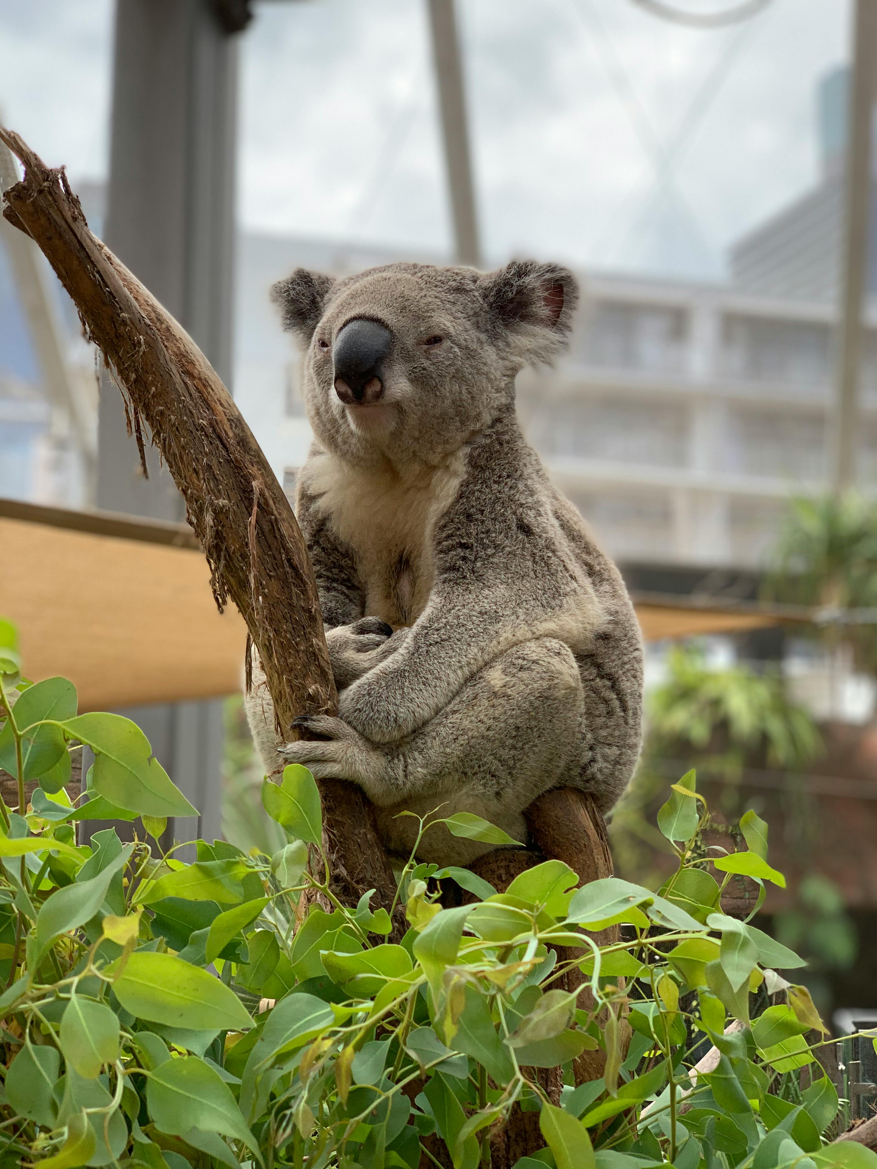 Young Koala Stock Photo - Download Image Now - Koala, Animal