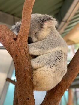 一只可爱的考拉安静地睡在室内的树枝上