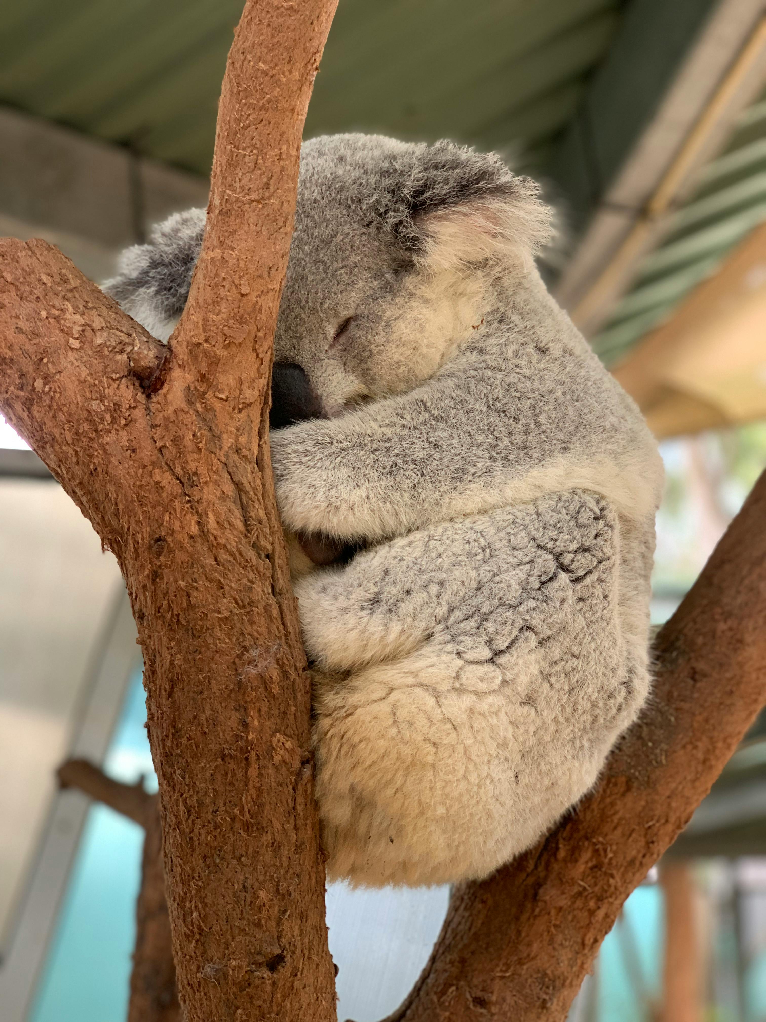 koala bears hugging