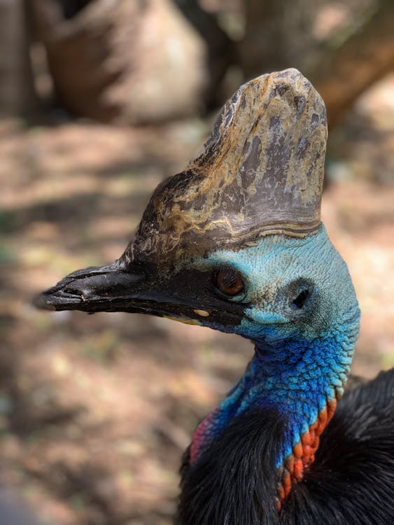 cassowary, dikey atış, hayvan fotoğrafçılığı içeren Ücretsiz stok fotoğraf