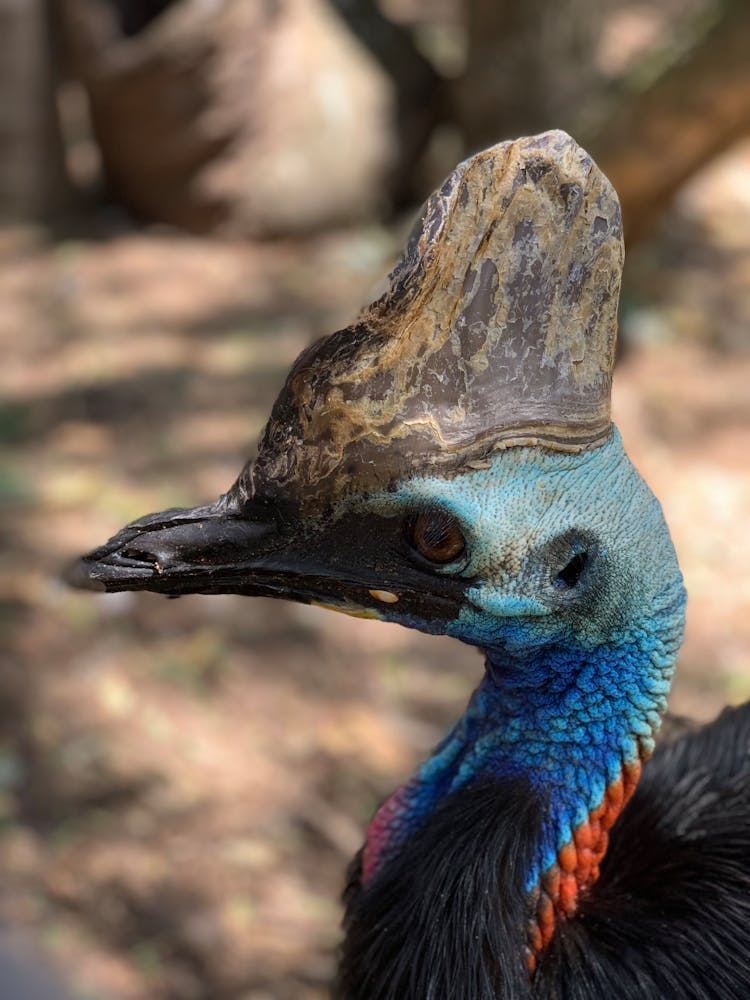 Close-Up Of A Cassowary 