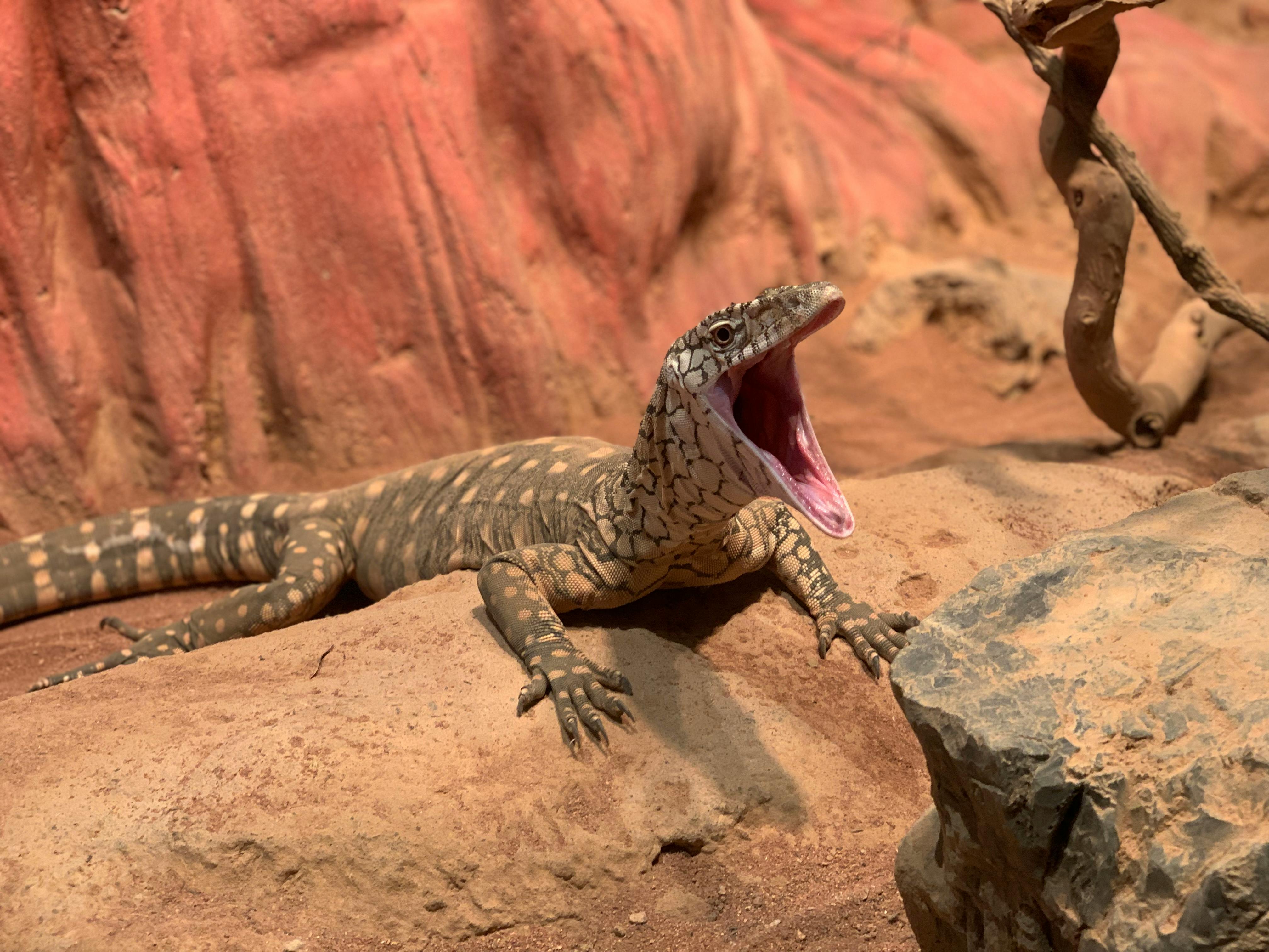 Big reptile of Varanidae crawling on dry rock in desert and screaming in sunlight